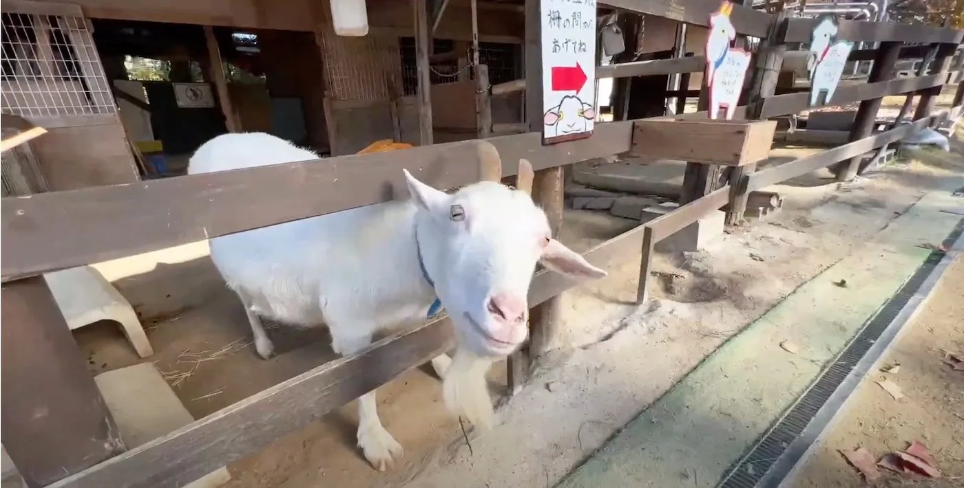 🎠 다자이후 유원지(다자이후 유엔치) 이미지 4